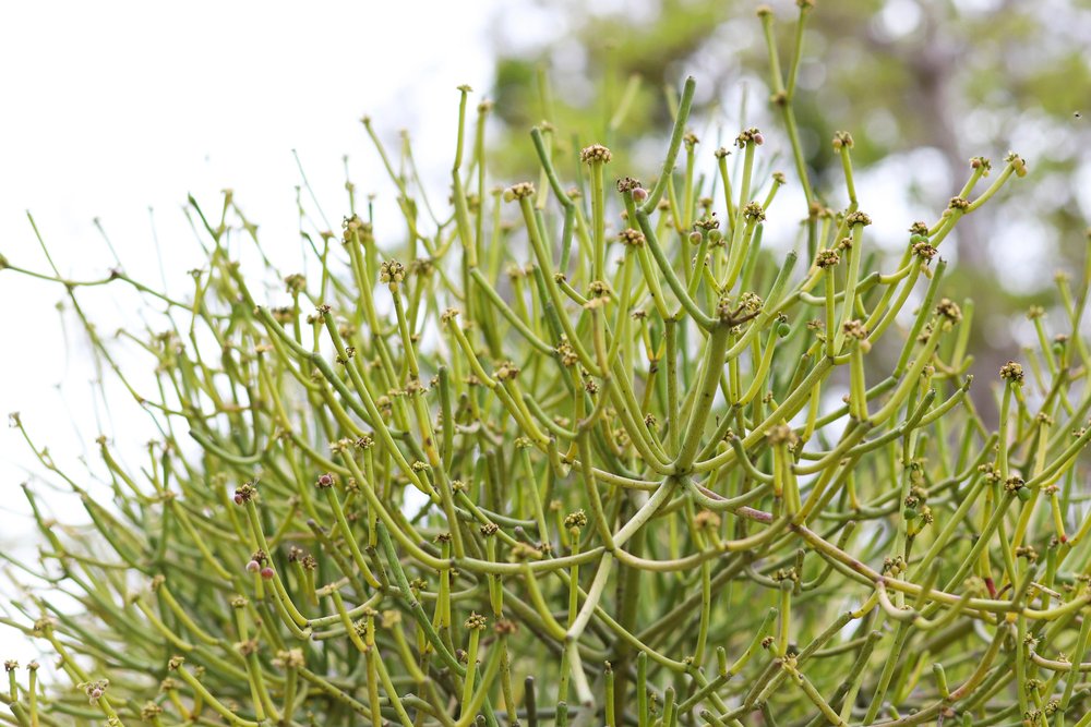 Avelós – Euphorbia tirucalli: Como plantar? 2 Local de plantio do Avelós