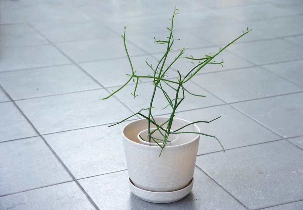 Avelós – Euphorbia tirucalli: Como plantar? 1 Avelós - Euphorbia tirucalli em propagação