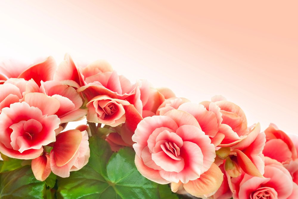 Begônia – Begonia elatior: Curiosidade sobre a Planta 1 Begonia elatior flores