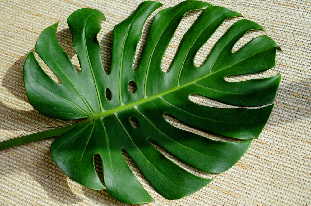 Filodendro Cara de Cavalo imagem 2