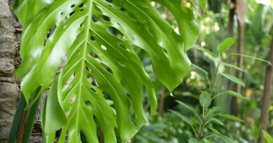 Filodendro Cara de Cavalo imagem 1