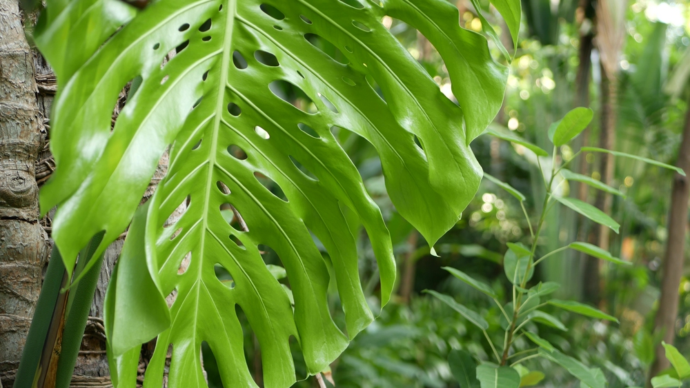 Filodendro Cara de Cavalo – Philodendron panduriforme: Como plantar e cultivar?