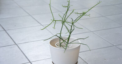 Avelós - Euphorbia tirucalli em propagação