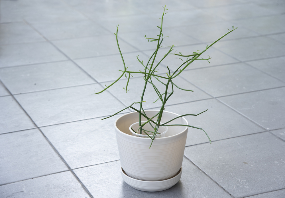 Avelós – Euphorbia tirucalli: Como plantar?