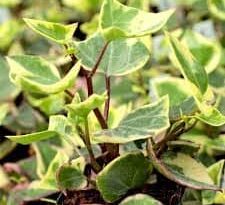 Hera-do-cabo em vaso mostrando folhas suculentas