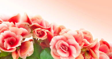 Begonia elatior flores