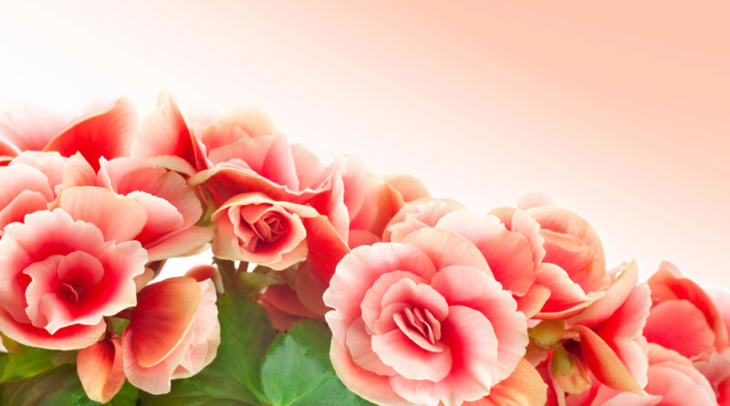 Begonia elatior flores