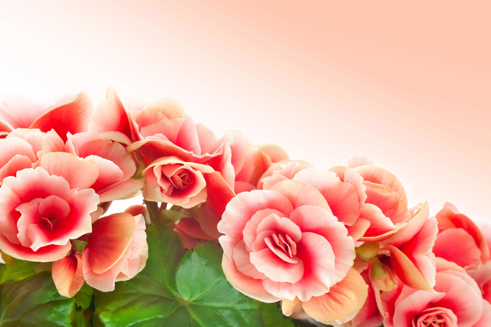 Begônia – Begonia elatior: Curiosidade sobre a Planta