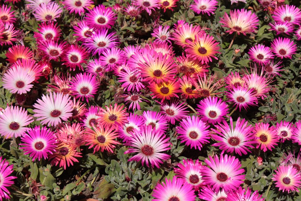 Propagação ficoide