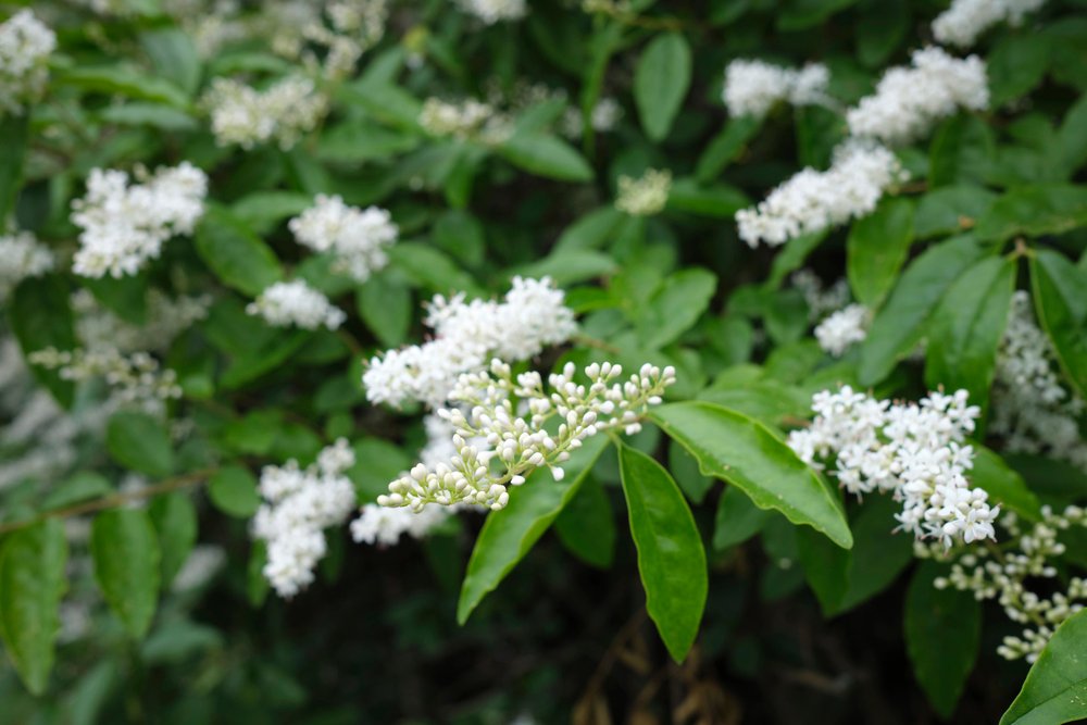 Mudas de ligustro arbustivo em produção