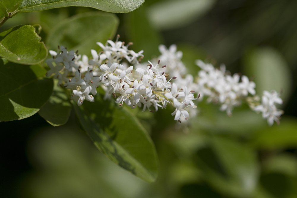 Podagem de formação em ligustro arbustivo