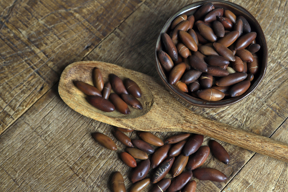 Folhas e tronco de Dipteryx alata