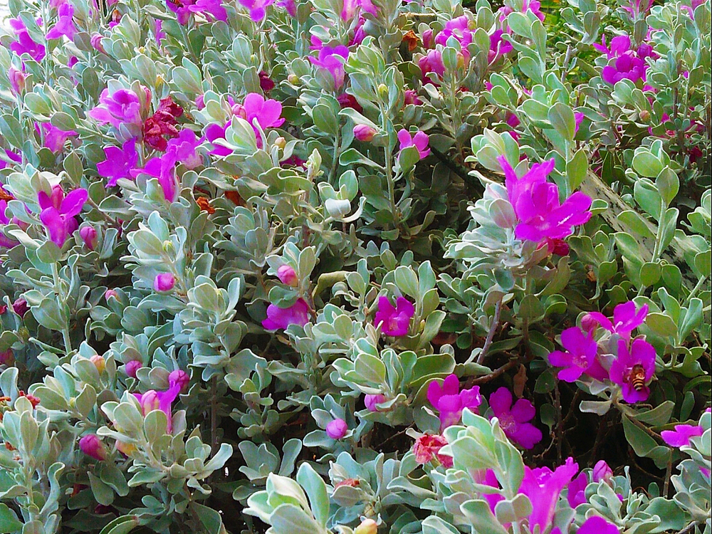 Planta de Leucophyllum frutescens no paisagismo