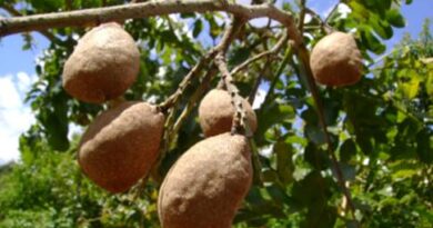 Dipteryx alata no ambiente natural