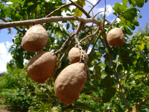 Baru – Dipteryx alata: Curiosidade sobre a Planta