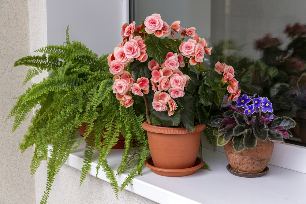 Begônia – Begonia elatior: Curiosidade sobre a Planta