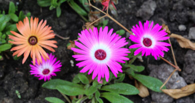 Ficóide – Dorotheanthus bellidiformis