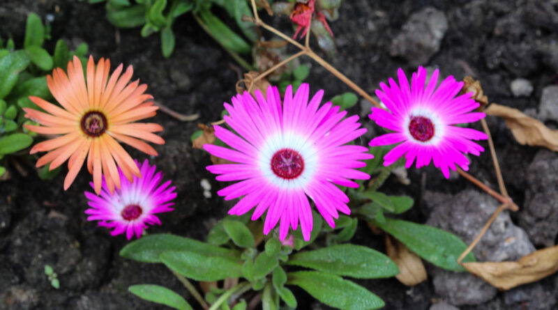 Ficóide – Dorotheanthus bellidiformis