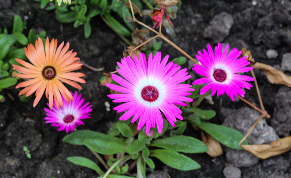 Ficóide – Dorotheanthus bellidiformis: Curiosidade sobre a Planta