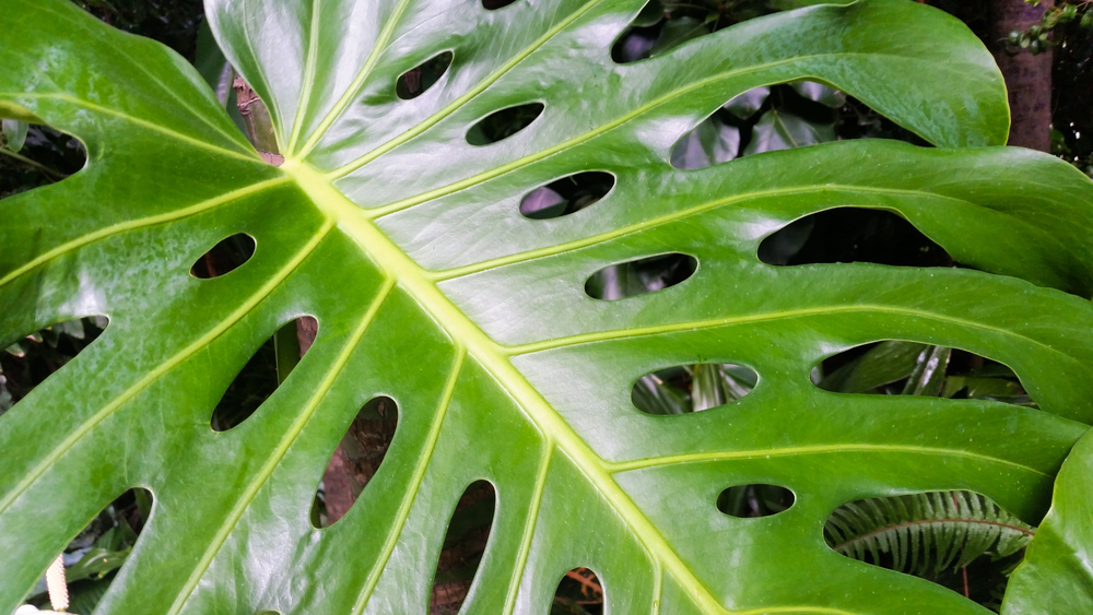 Filodendro Cara de Cavalo – Philodendron panduriforme: Como plantar e cultivar?