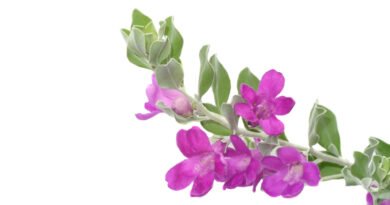 Leucophyllum frutescens - Folha de prata