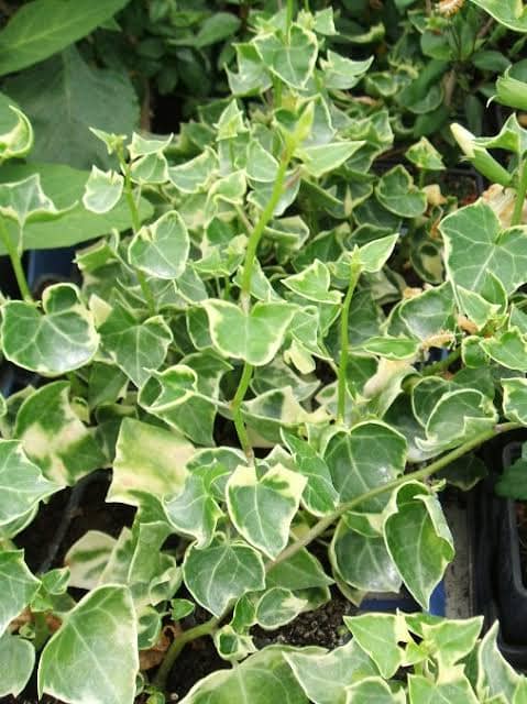 Hera-do-cabo – Senecio macroglossus: Como cultivar?