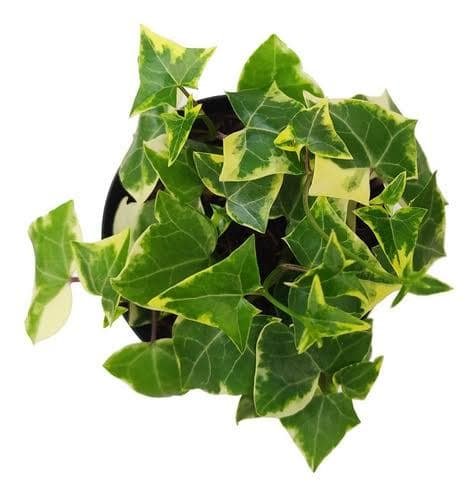 Hera-do-cabo – Senecio macroglossus: Como cultivar? 3 Close nas folhas de Hera-do-cabo mostrando textura suculenta