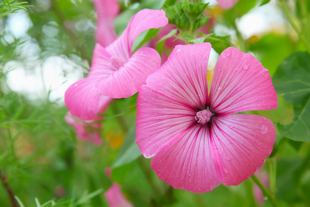 Lavatera de três meses – Lavatera trimestris: Cultivo Planta
