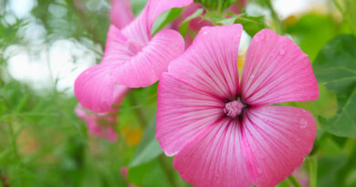 Lavatera trimestris flores