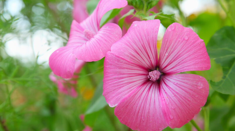 Lavatera trimestris flores
