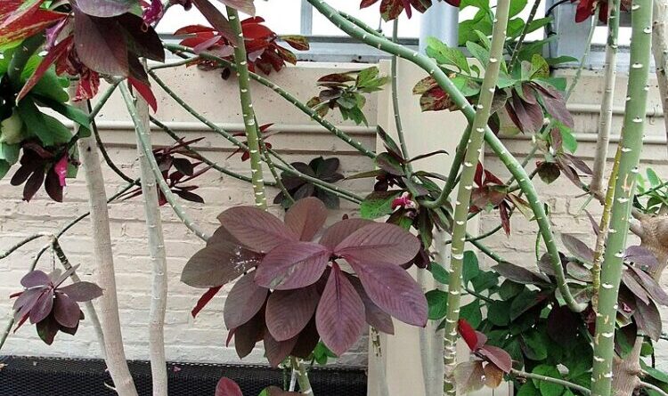Leiteira africana Euphorbia umbellata