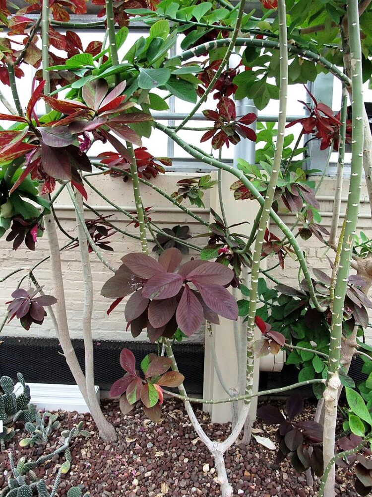 Leiteira africana – Euphorbia umbellata: Cultivo da Planta