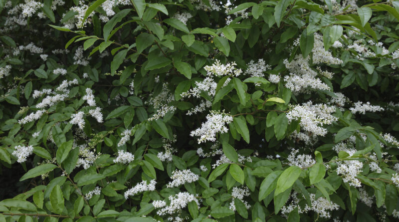 Ligustro arbustivo Ligustrum sinense em arbusto denso