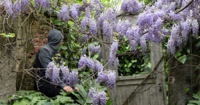 Lilás Syringa vulgaris planta