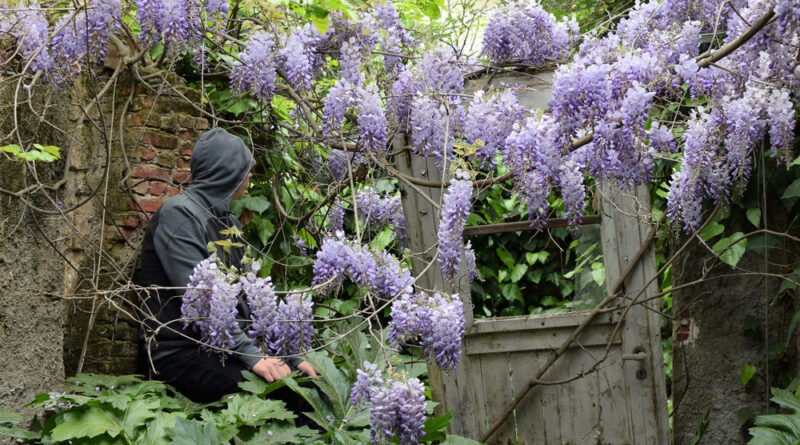 Lilás Syringa vulgaris planta