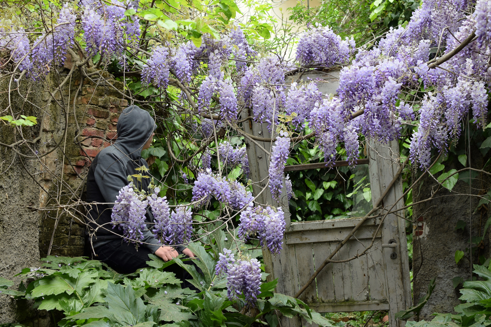 Lilás – Syringa vulgaris: Cultivo da Planta