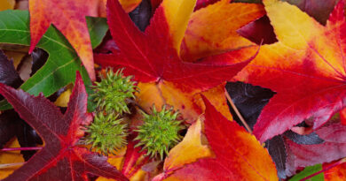 Folha de Liquidâmbar