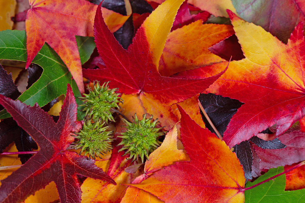 Liquidâmbar – Liquidambar styraciflua: Cultivo da Planta