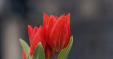 Sprekelia formosissima - lírio asteca, planta com flor vermelha