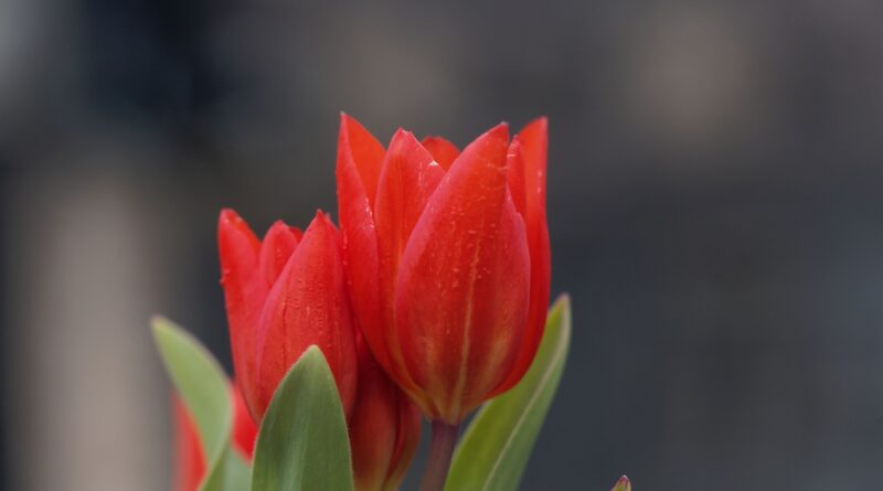 Sprekelia formosissima - lírio asteca, planta com flor vermelha
