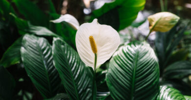 Lírio da paz gigante regando