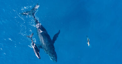 Baleia vista de perto no oceano