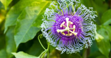 Flor branca destacada em detalhe