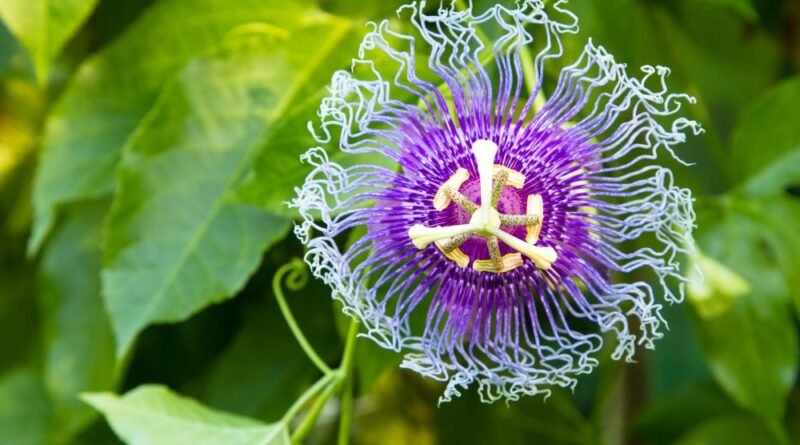 Flor branca destacada em detalhe
