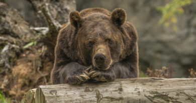 Urso branco em cenário neutro