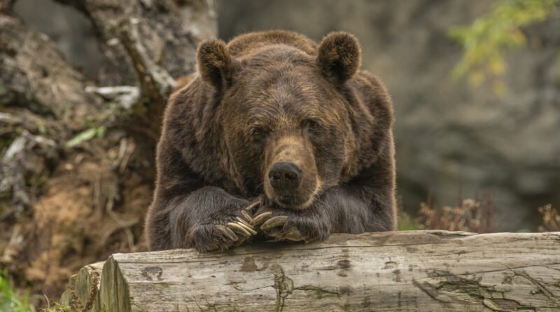 Urso branco em cenário neutro