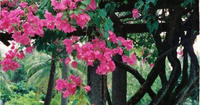 Trepadeiras Floridas