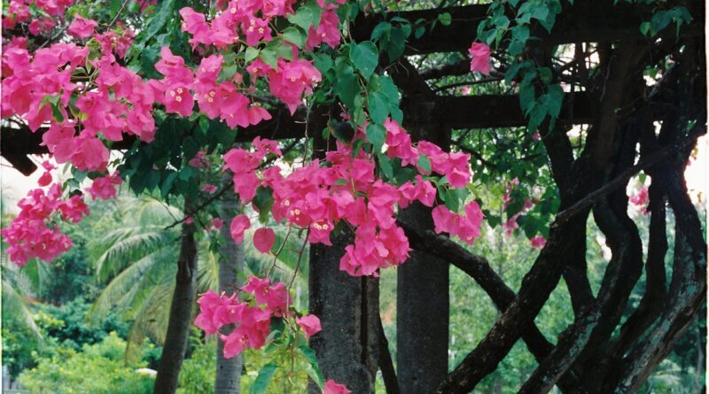 Trepadeiras Floridas