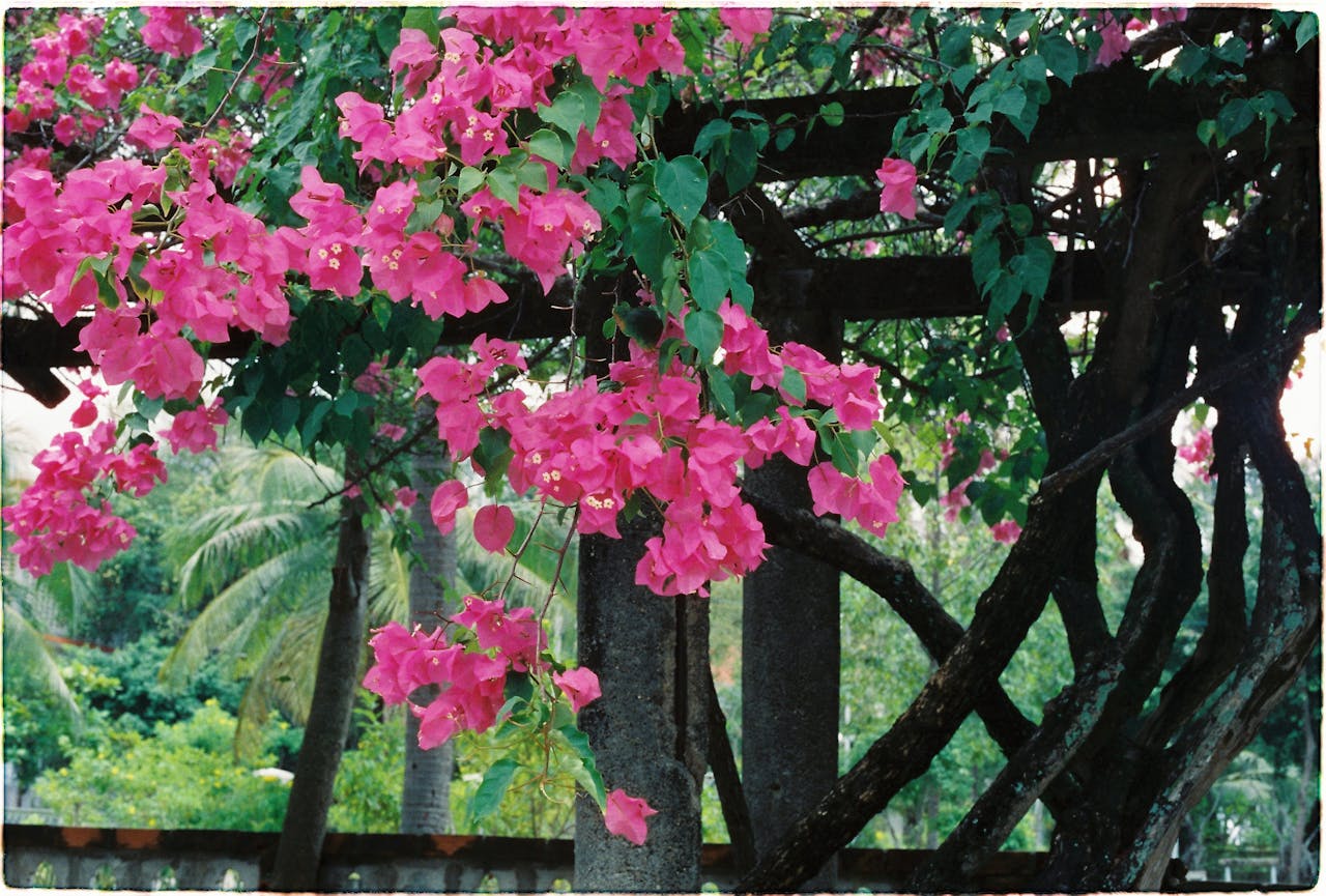 Trepadeiras floridas: Quais as mais usadas com flores?