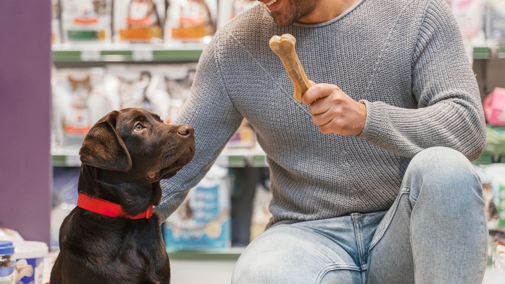 Mercado pet no Brasil: crescimento, oportunidades e tendências